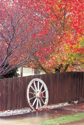 Wheel at wooden wall trees in autumn season (photo) 