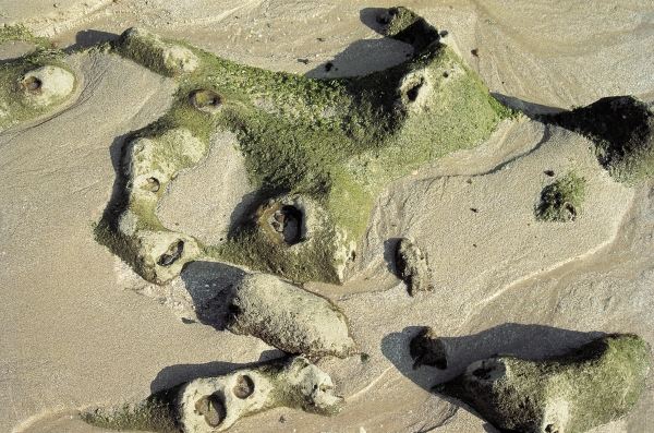 Weird rocks with holes partly covered with algae, Porbandar (photo)  de 