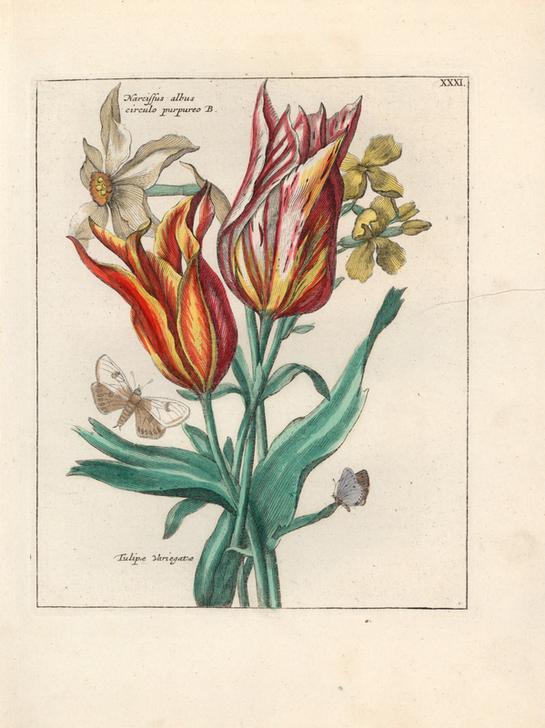 White daffodil variety, Narcissus albus circulo purpureo B. de 