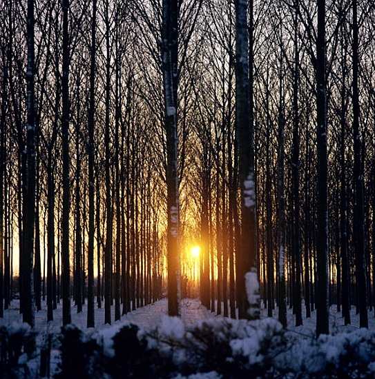 Winter sunset through the trees, North Benfleet, Essex de 