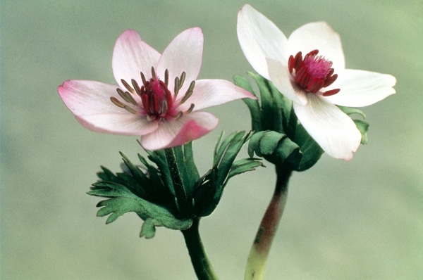 Wood Anemone (Anemone biflora) (photo)  de 