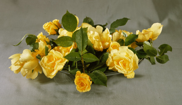 Yellow roses in a vase / Photo de 