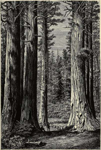 Yosemite National Park, Redwood trees de 