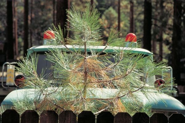 Young pine tree and parked behind game-warden''s four-wheeler with two red blinking lights (photo)  de 