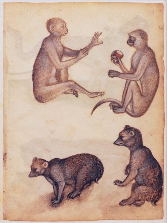 Two monkeys and two bears de 