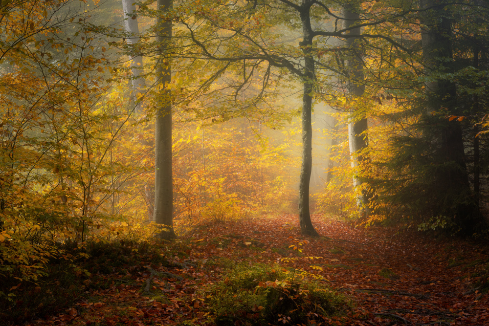 Autumn Trees de Norbert Maier
