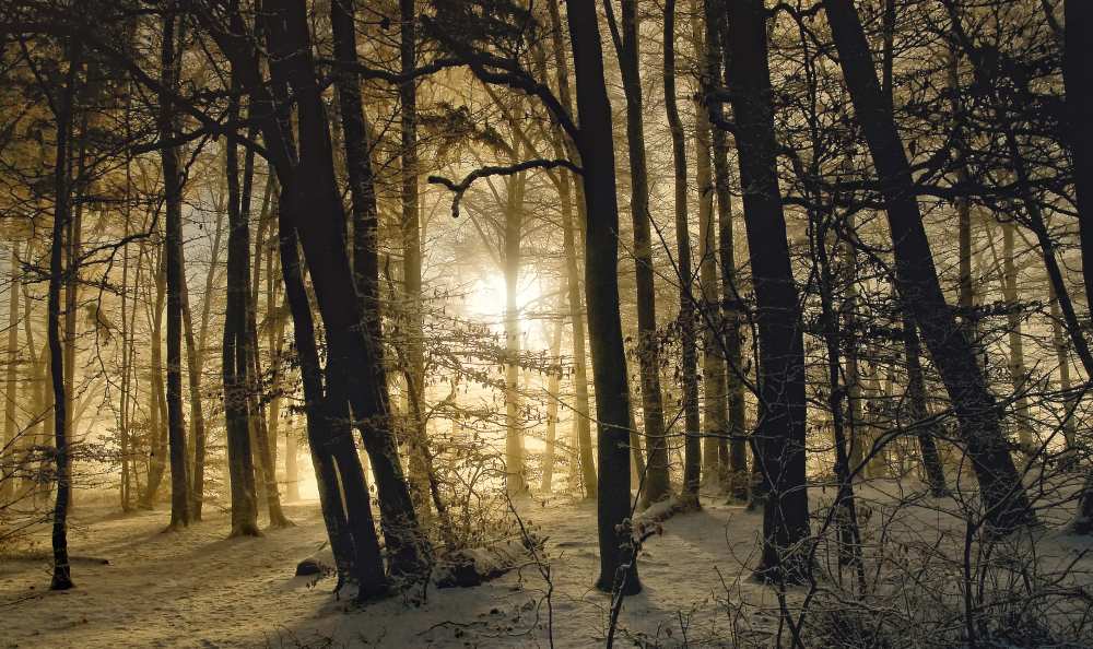 winter morning de Norbert Maier