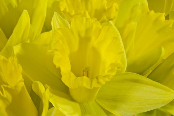 Daffodils de Norma Cornes