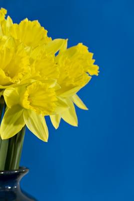 Daffodils de Norma Cornes