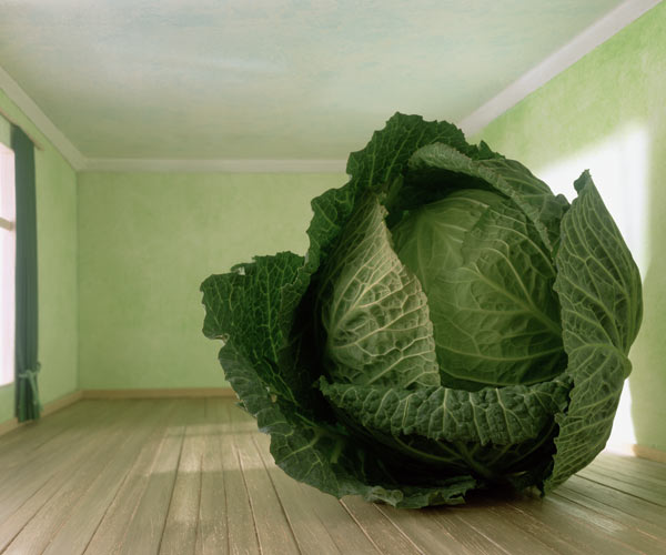 Cabbage (after Magritte) 1995 (colour photo)  de Norman  Hollands