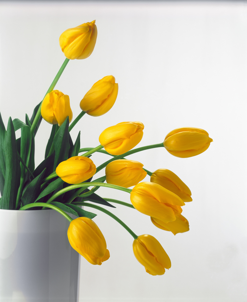 Yellow Tulips II, 1999 (colour photo)  de Norman  Hollands
