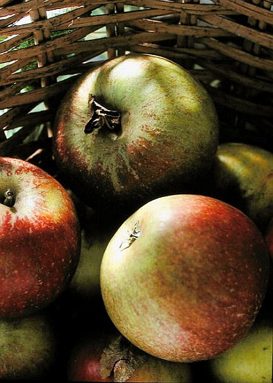 Cox''s apples in basket, 1994 (colour photo)  de Norman  Hollands