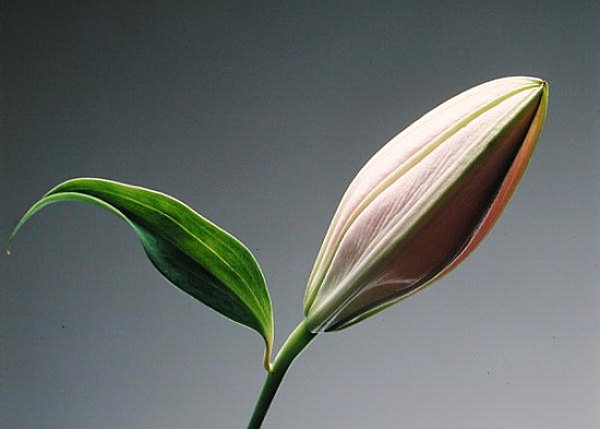 Lily bud & leaf, 1999 (colour litho)  de Norman  Hollands