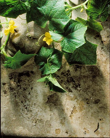 Mask & squash leaves, 1994 (colour photo)  de Norman  Hollands