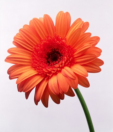 Orange flower, 1999 (colour photo)  de Norman  Hollands