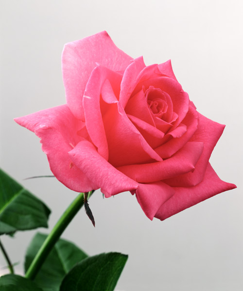 Pink Rose, 2005 (colour photo)  de Norman  Hollands