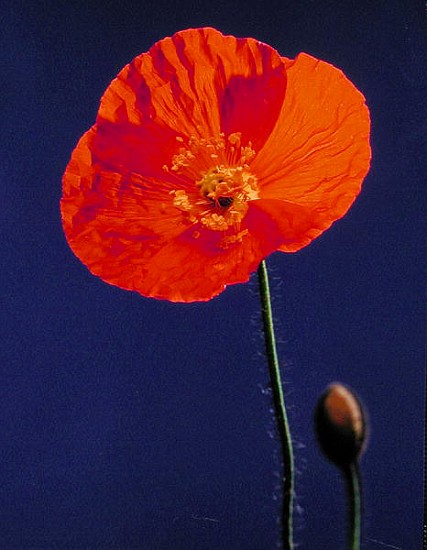 Poppy, 1996 (colour photo)  de Norman  Hollands