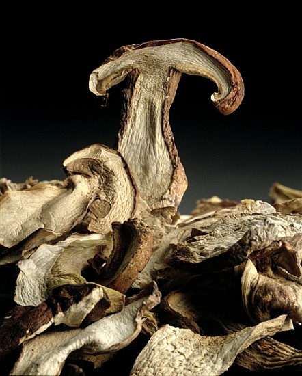 Porcini Mushrooms ''Golgotha'', 1994 (colour photo)  de Norman  Hollands