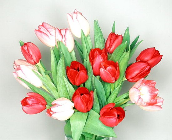 Red & white tulips, 1999 (colour photo)  de Norman  Hollands