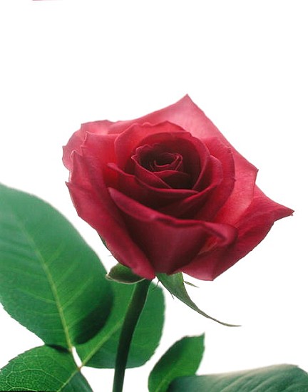 Red rose, 1999 (colour photo)  de Norman  Hollands