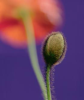 Poppy bud