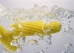 Boiling sweetcorn, 2003 (colour photo) 