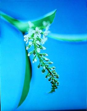 Flower relief, 1999 (colour photo) 