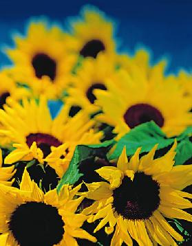 Sunflower relief, 1999 (colour photo) 