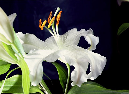 White lily, 1999 (colour photo)  de Norman  Hollands