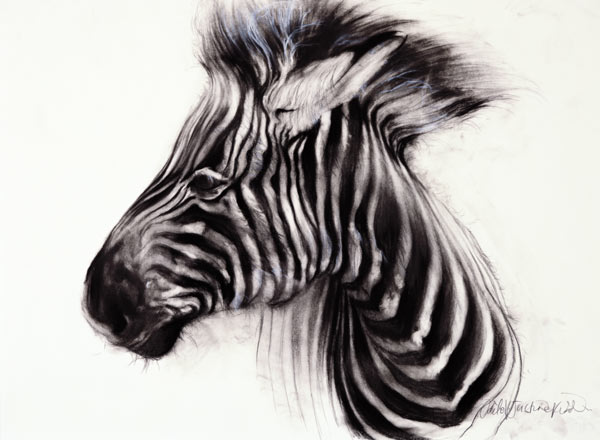 Baby Zebra, 2000 (charcoal on paper)  de Odile  Kidd