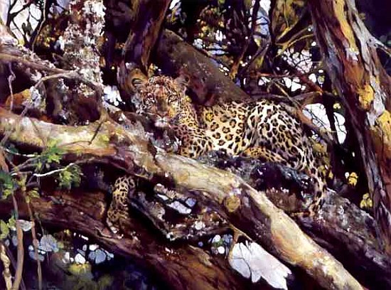 Kenyan Leopard, 1997 (acrylic and pencil crayon on paper)  de Odile  Kidd