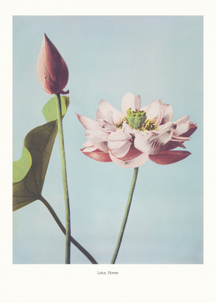 Lotus Flowers de Ogawa Kazumasa