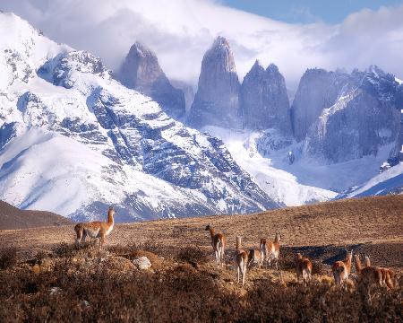 Guanakos in Patagonia