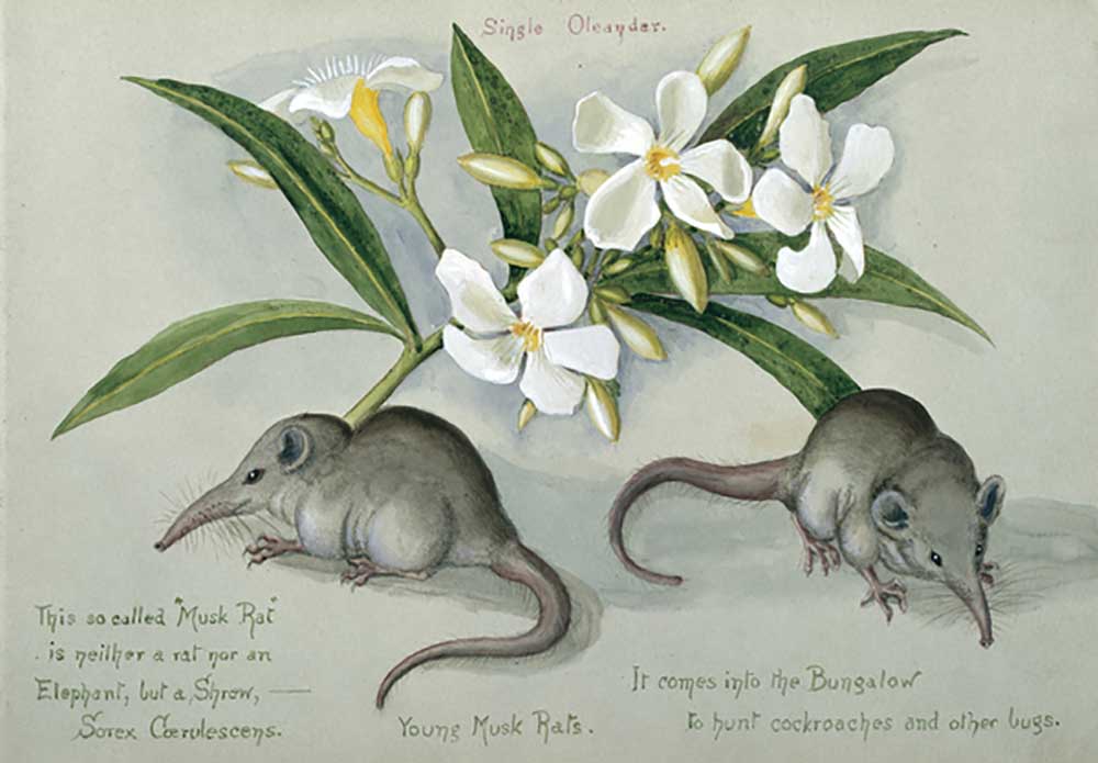 Suncus murinus caerulescens, Indian grey musk-shrew, Young Musk Rats, from one of 16 sketchbooks pre de Olivia Fanny Tonge