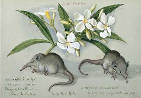 Suncus murinus caerulescens, Indian grey musk-shrew, Young Musk Rats, from one of 16 sketchbooks pre