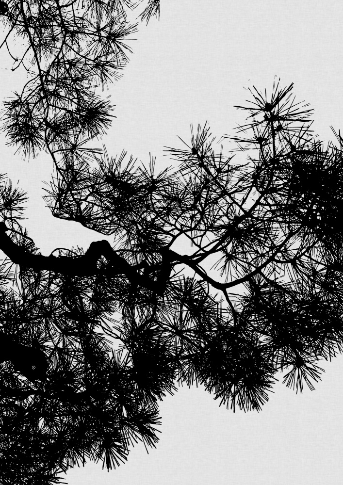 Pine Tree Black & White de Orara Studio