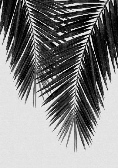 Palm Leaf Black &amp; White II