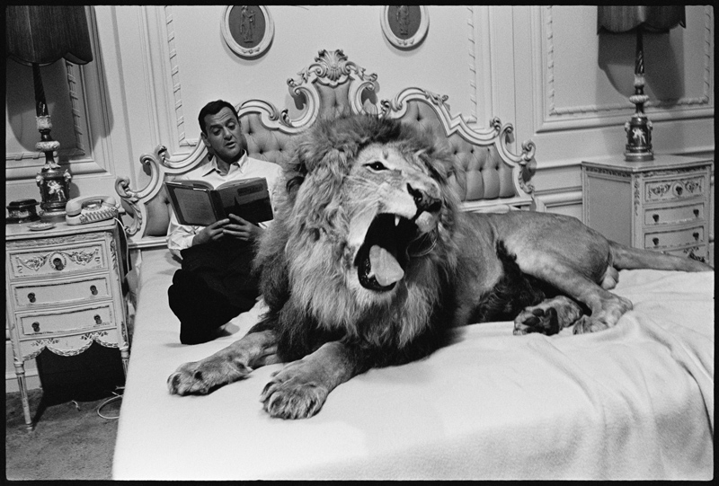 Tony Randall with lion (Zamba), on the set of Fluffy de Orlando Suero