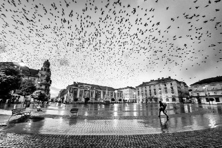 The City of Birds