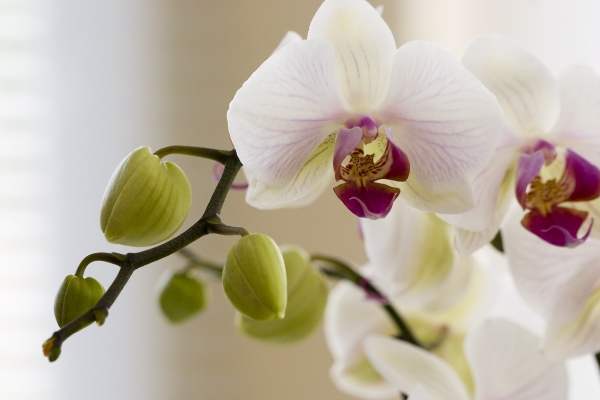 Orchidee de 