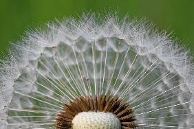 Pusteblume