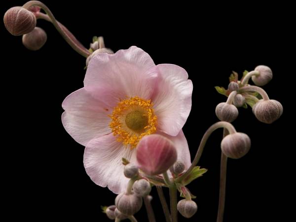 Anemone japonica de 