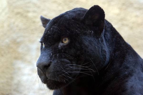 schwarzer Panther de 