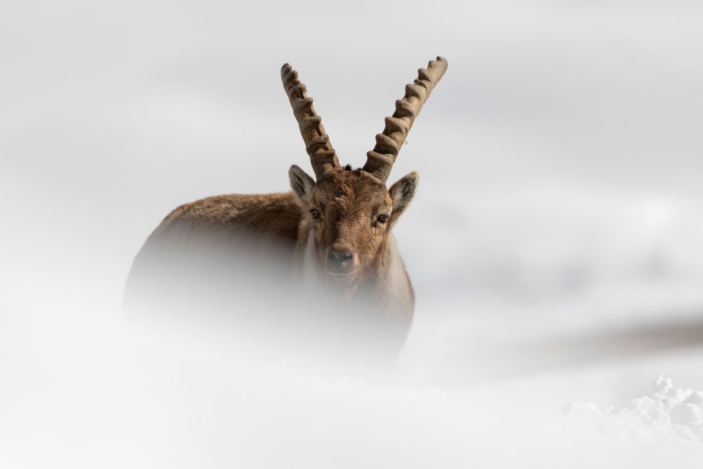 Alpine Ibex de Paolo Bolla