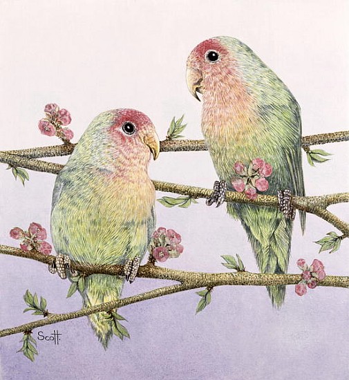 Love Birds  de Pat  Scott