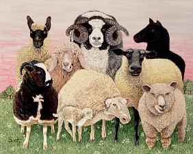 Shepherds Delight 