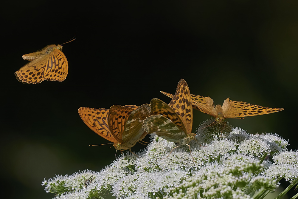 Butterflies landing de Patrick Arrigo