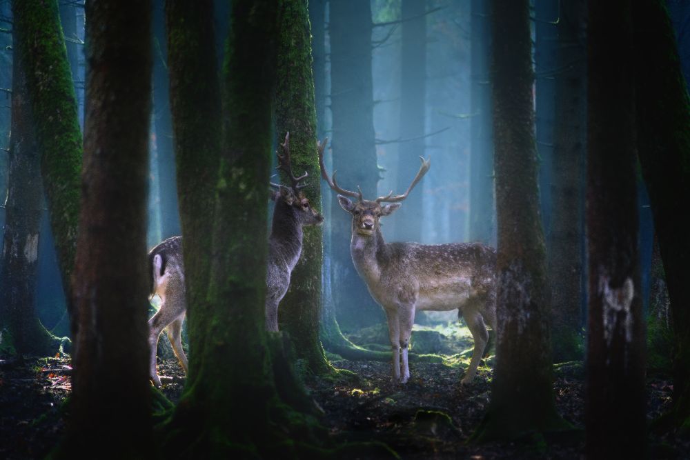 Deers de Patrick Aurednik