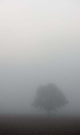 Baum im Nebel de Patrick Pleul