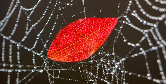 Blatt im Spinnennetz de Patrick Pleul